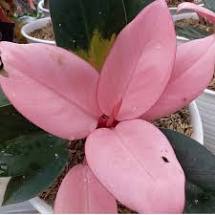 Tanaman-Philodendron-Jenis-Bunga-Viral-Ditahun-2021