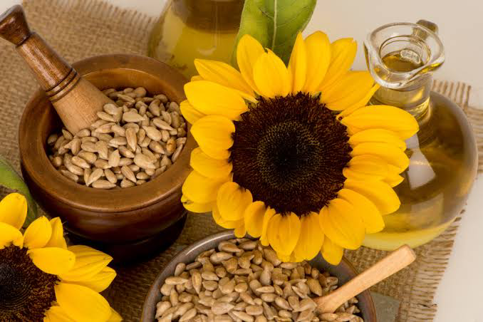 Manfaat Bunga Matahari: Sumber Kekayaan Nutrisi dan Keindahan Alam