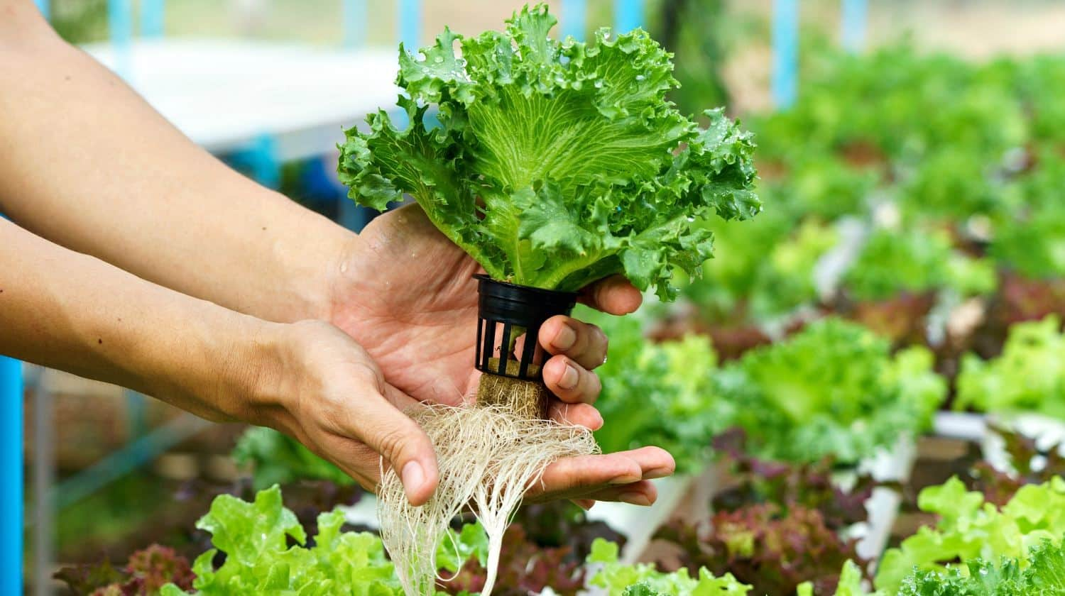 Cara Mudah dan Efisien Menanam Sayuran Hidroponik