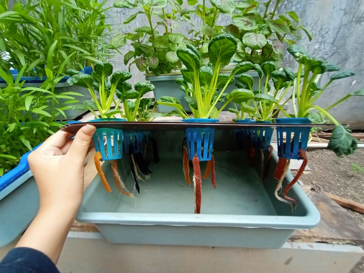 Cara Mudah dan Efisien Menanam Sayuran Hidroponik
